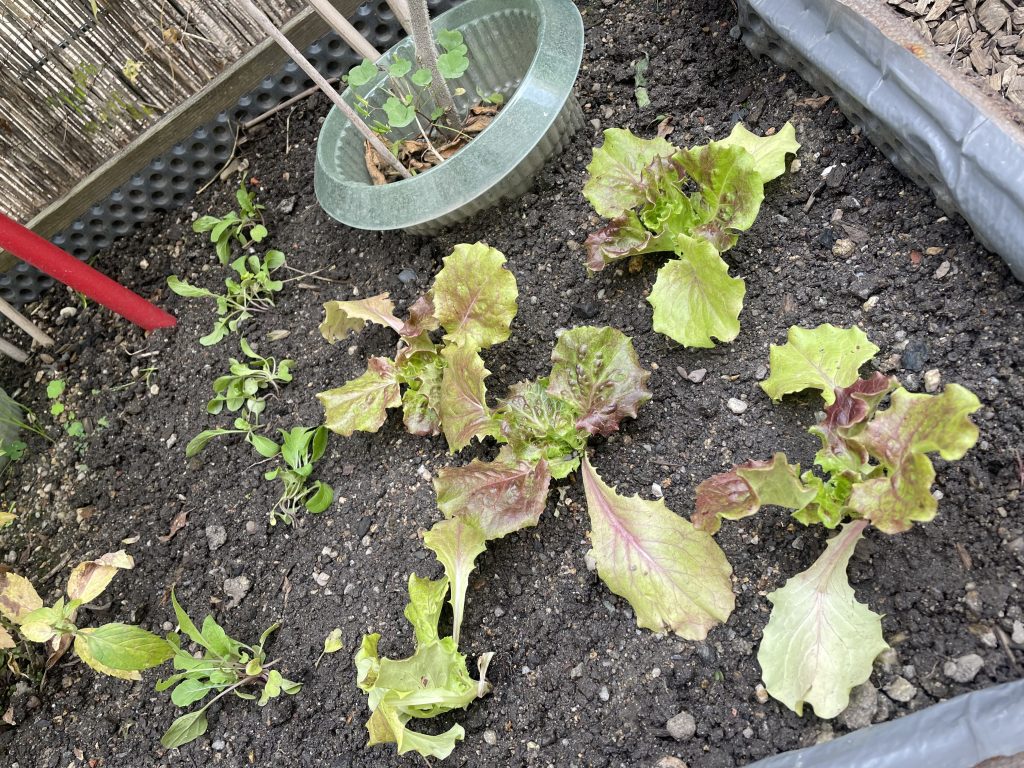 Salat und Spinat